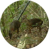 Blue Duiker