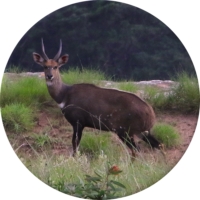 Bushbuck
