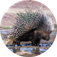 Cape Porcupine