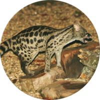 Spotted Genet