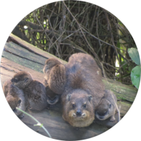 Rock Hyrax (Dassie)