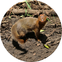 Slender Mongoose
