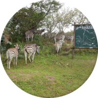 Burchell's Zebra